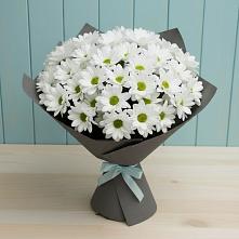 Букет цветов из:  Хризантемы #REPLACE_PRED# Алхастах